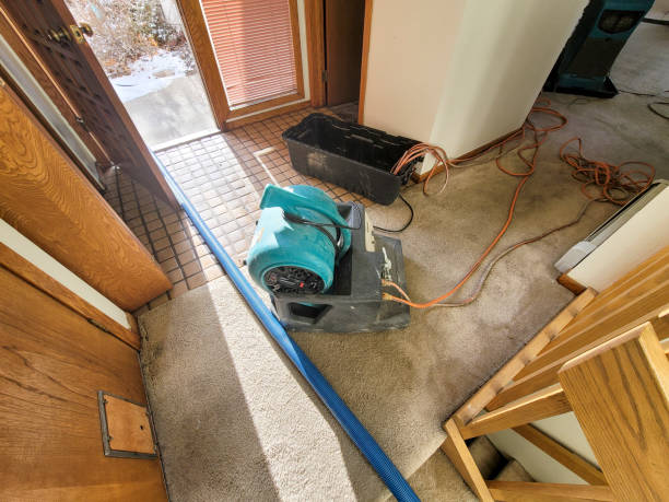 Best Carpet water damage restoration  in Moundville, AL