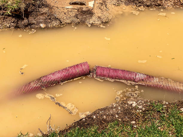 Best Professional water damage repair  in Moundville, AL