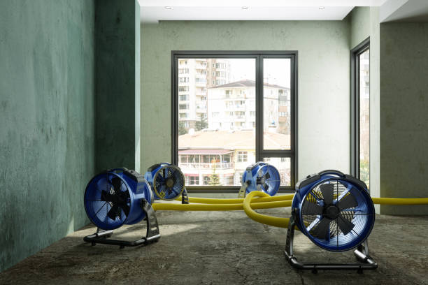Best Carpet water damage restoration  in Moundville, AL